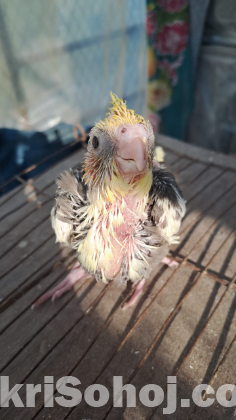 Cockatiel bird